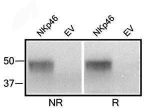 Monoclonal Antibody to Rat NKp46 (Clone: WEN23)